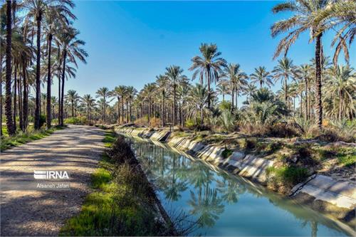 شهروندان شادگان برای آبیاری باغها، نخلستانها از آب شرب استفاده نکنند